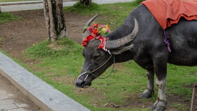 Donald Trump — "Meet Bangladesh's $12K Buffalo Named Donald Trump — A Cultural Absurd (featured)