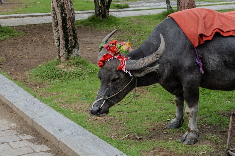 Donald Trump — "Meet Bangladesh's $12K Buffalo Named Donald Trump — A Cultural Absurd (featured)