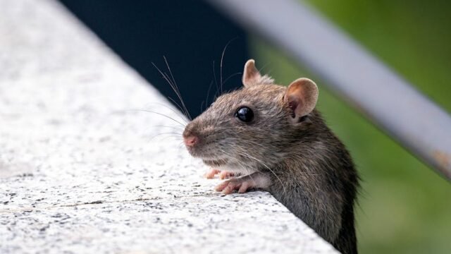 Hantavirus — Hantavirus: Not the Next COVID-19, But It's Time to Take Notice (featured)