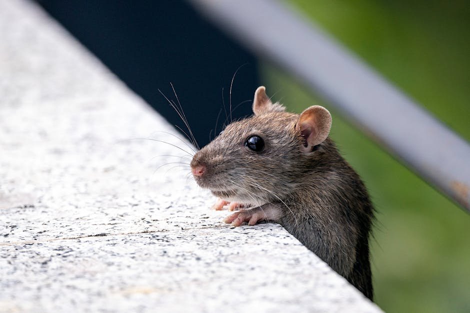 Hantavirus — Hantavirus: Not the Next COVID-19, But It's Time to Take Notice (featured)