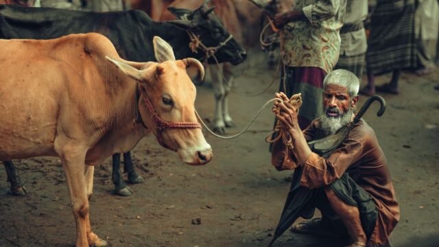 Fear Grips — Fear Grips South Asia's Cattle Markets Ahead of Eid (featured)