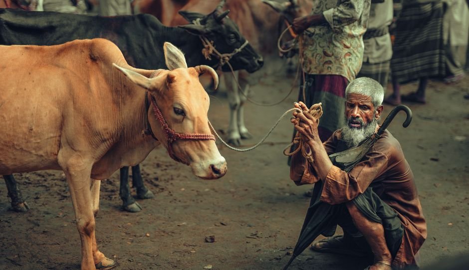 Fear Grips — Fear Grips South Asia's Cattle Markets Ahead of Eid (featured)