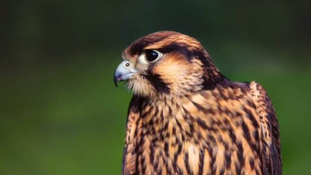 wildlife conservation — UK's Wildlife Conservation Crisis: Birds of Prey Under Attack (featured)