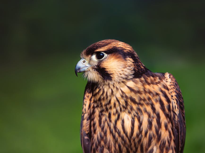 wildlife conservation — UK's Wildlife Conservation Crisis: Birds of Prey Under Attack (featured)