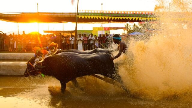 buffalo — Buffalo Named 'Donald Trump' Goes Viral Amid South Asia's Crises (featured)