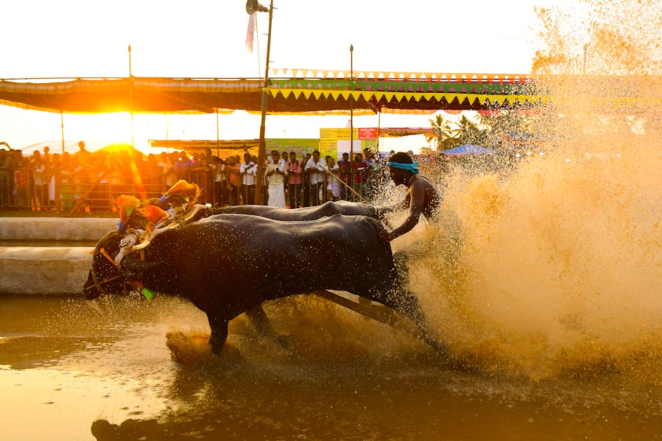buffalo — Buffalo Named 'Donald Trump' Goes Viral Amid South Asia's Crises (featured)