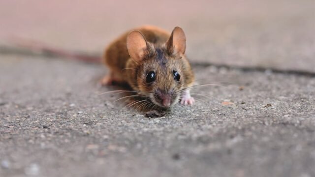 Hantavirus Emerges — Hantavirus Emerges in Chelan County: A Deadly Wake-Up Call (featured)
