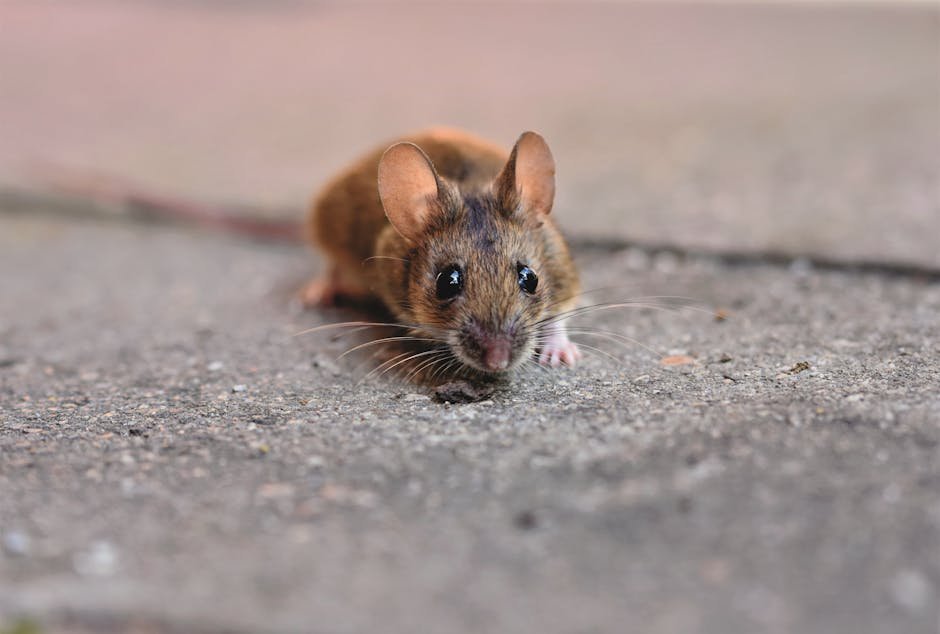 Hantavirus Emerges — Hantavirus Emerges in Chelan County: A Deadly Wake-Up Call (featured)
