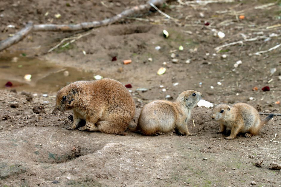 hantavirus rodent droppings public health environmental