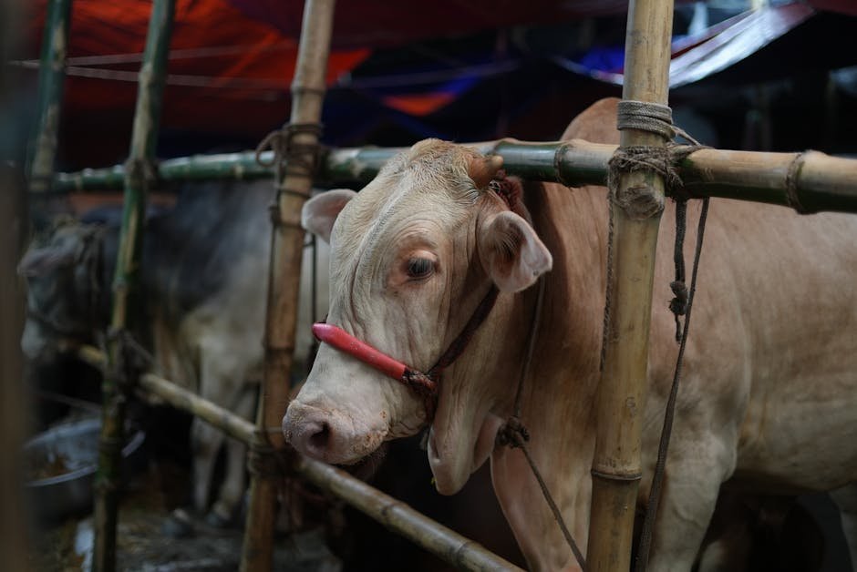 Fear Grips — Fear Grips South Asia's Cattle Markets Ahead of Eid (photo)