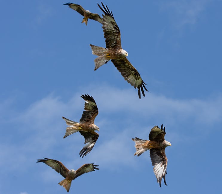 wildlife conservation — UK's Wildlife Conservation Crisis: Birds of Prey Under Attack (photo)