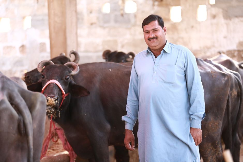buffalo — Buffalo Named 'Donald Trump' Goes Viral Amid South Asia's Crises (inline 1)