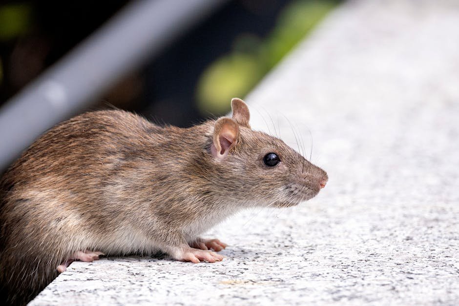 Hantavirus Emerges — Hantavirus Emerges in Chelan County: A Deadly Wake-Up Call (photo)