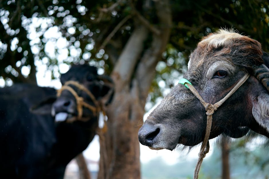 Donald Trump — "Meet Bangladesh's $12K Buffalo Named Donald Trump — A Cultural Absurd (photo)