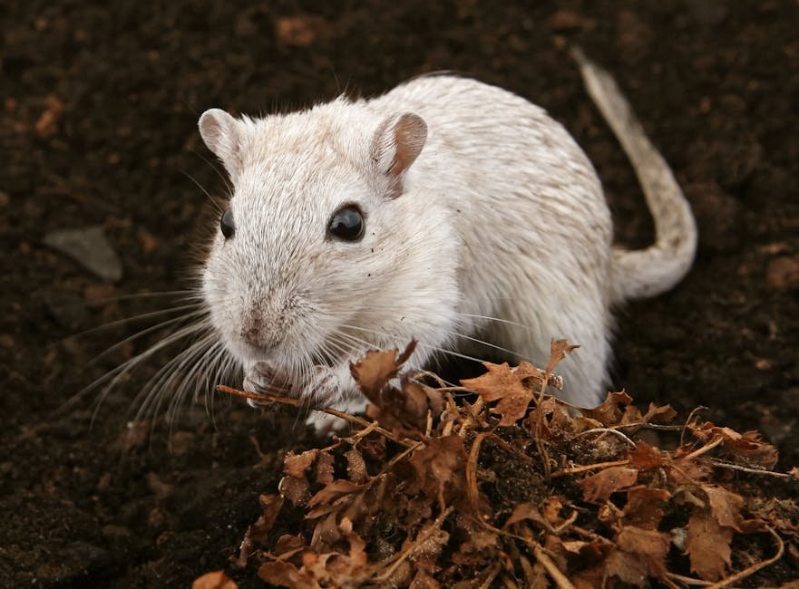 hantavirus rodent droppings public health environmental
