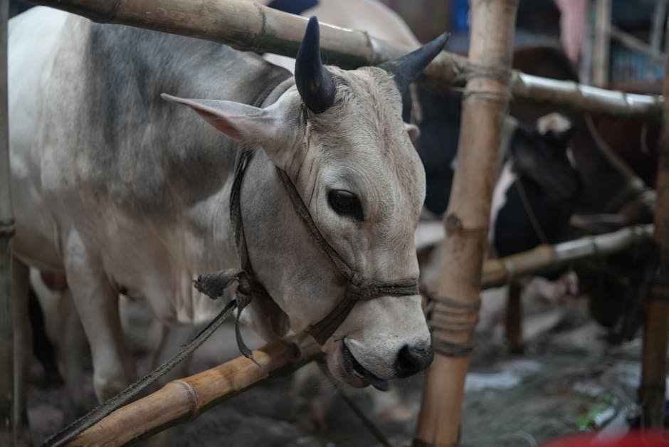 Fear Grips — Fear Grips South Asia's Cattle Markets Ahead of Eid (photo)