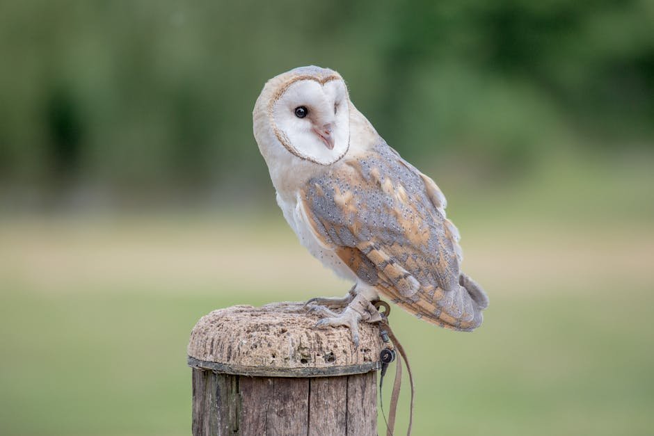 wildlife conservation — UK's Wildlife Conservation Crisis: Birds of Prey Under Attack (photo)