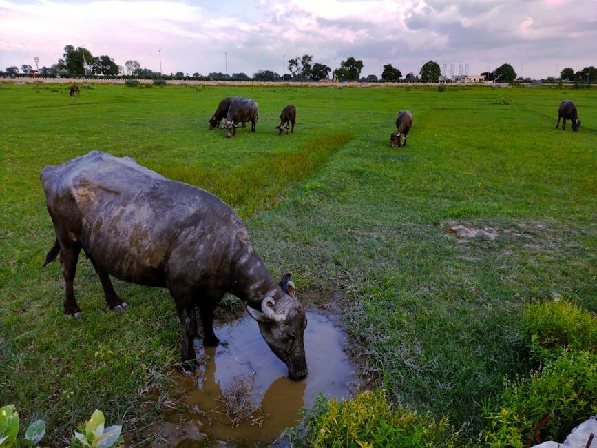 buffalo — Buffalo Named 'Donald Trump' Goes Viral Amid South Asia's Crises (inline 2)