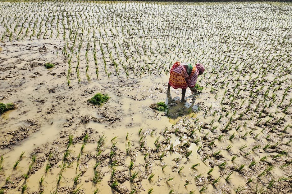 Monsoon — Indian Monsoon Crisis: A Wake-Up Call for South Asia (inline 2)
