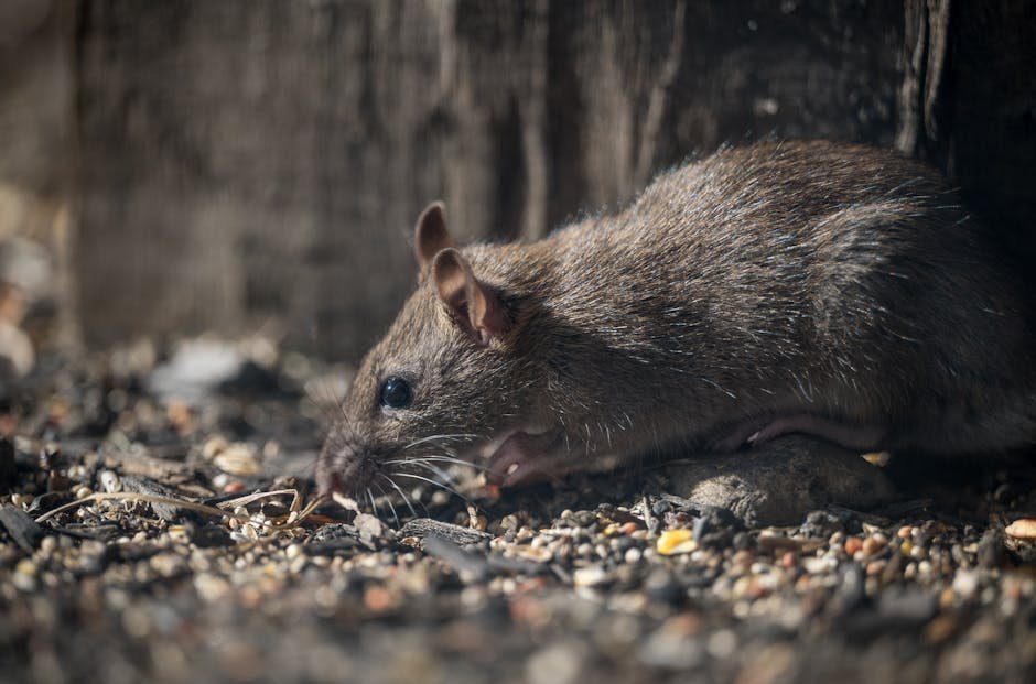 Hantavirus Emerges — Hantavirus Emerges in Chelan County: A Deadly Wake-Up Call (photo)