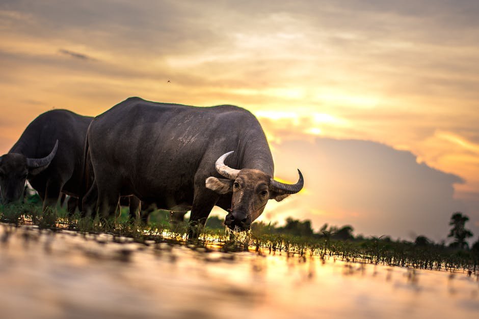Donald Trump — "Meet Bangladesh's $12K Buffalo Named Donald Trump — A Cultural Absurd (photo)