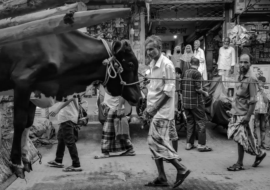 Fear Grips — Fear Grips South Asia's Cattle Markets Ahead of Eid (photo)