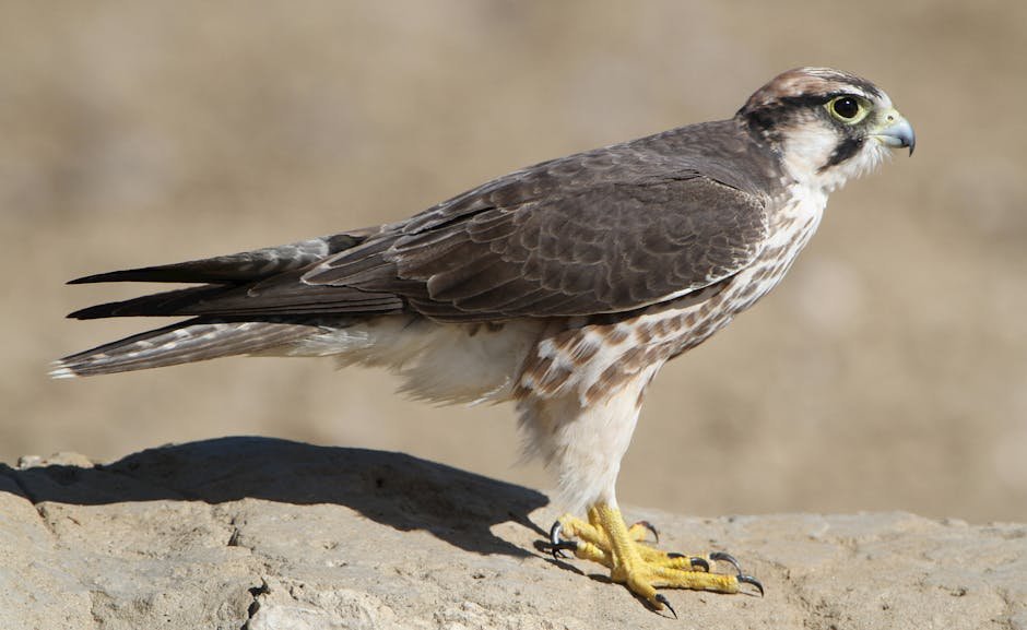 wildlife conservation — UK's Wildlife Conservation Crisis: Birds of Prey Under Attack (photo)