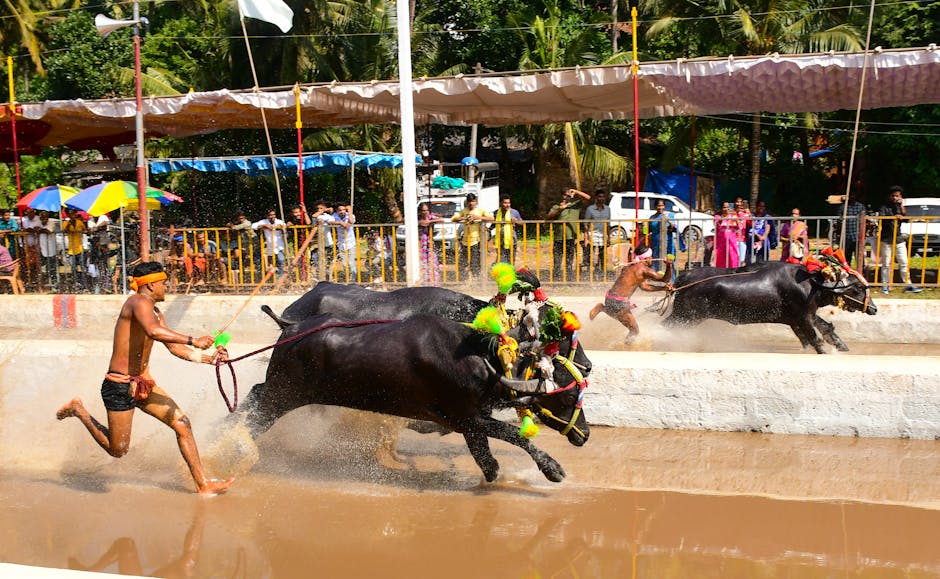 buffalo — Buffalo Named 'Donald Trump' Goes Viral Amid South Asia's Crises (inline 3)