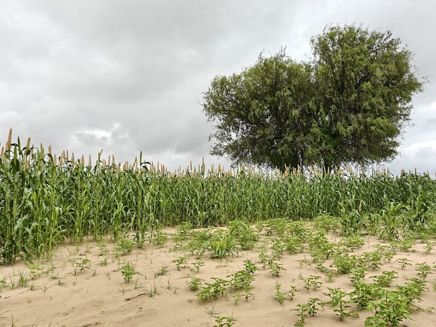 Monsoon — Indian Monsoon Crisis: A Wake-Up Call for South Asia (inline 3)