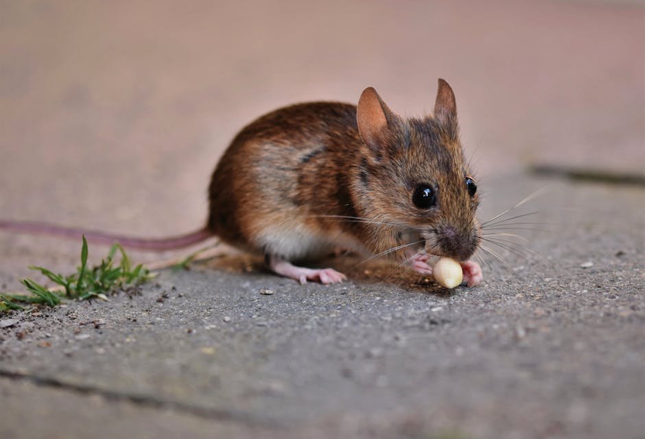 Hantavirus Emerges — Hantavirus Emerges in Chelan County: A Deadly Wake-Up Call (photo)