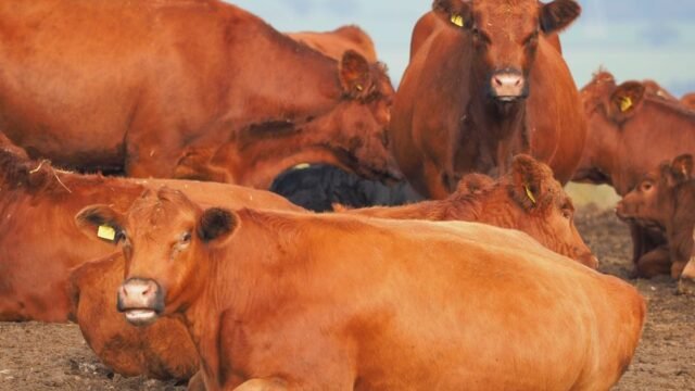 Brazilian beef — UK Considers EU-style Brazilian Beef Ban: A Sustainability Showdown (featured)