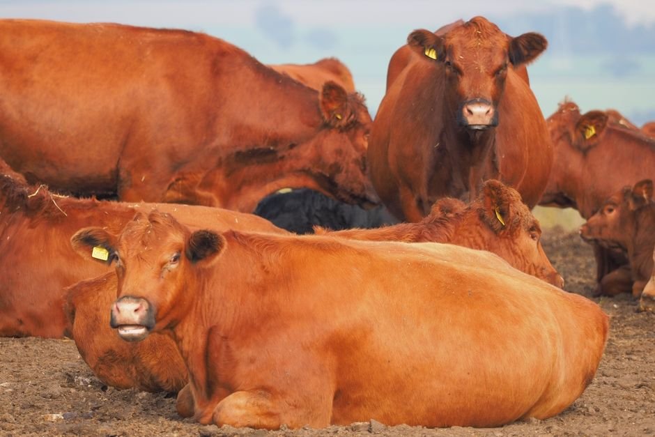 Brazilian beef — UK Considers EU-style Brazilian Beef Ban: A Sustainability Showdown (featured)