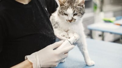 pet care — Rethinking Pet Care: Should the UK Ban Over-the-Counter Flea Treatment (featured)