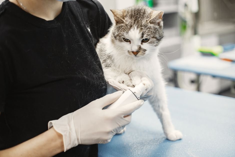pet care — Rethinking Pet Care: Should the UK Ban Over-the-Counter Flea Treatment (featured)