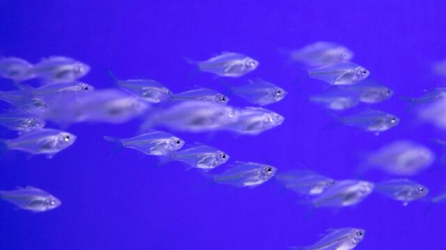 Is — Is a transparent fish the future of brain science? This center is bett (featured)