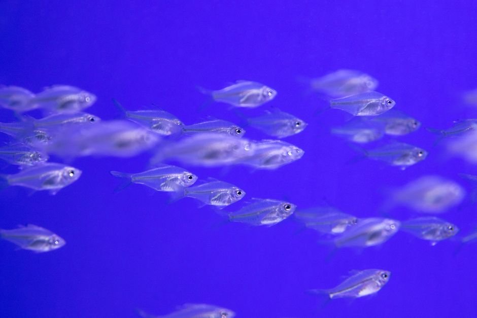 Is — Is a transparent fish the future of brain science? This center is bett (featured)