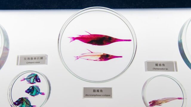 brain science — Is the Future of Brain Science Hiding in a Tiny Fish? (featured)