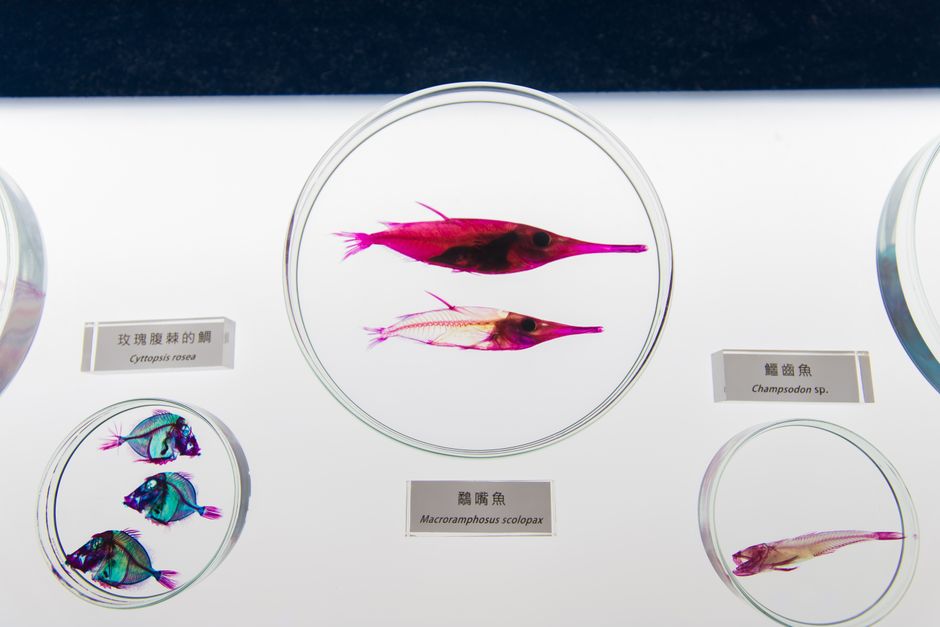 brain science — Is the Future of Brain Science Hiding in a Tiny Fish? (featured)