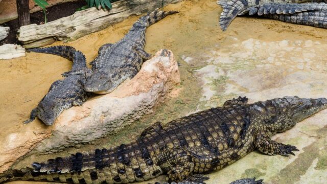 crime — Crocodile Drama: Police Rescue 3-Year-Old at Zoo (featured)