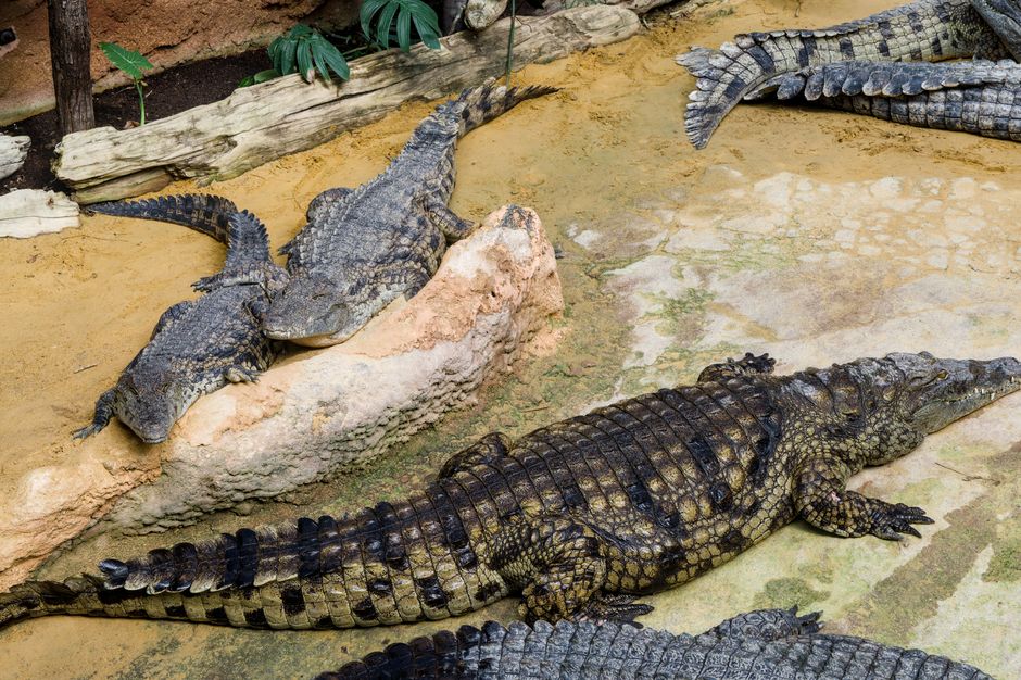 crime — Crocodile Drama: Police Rescue 3-Year-Old at Zoo (featured)