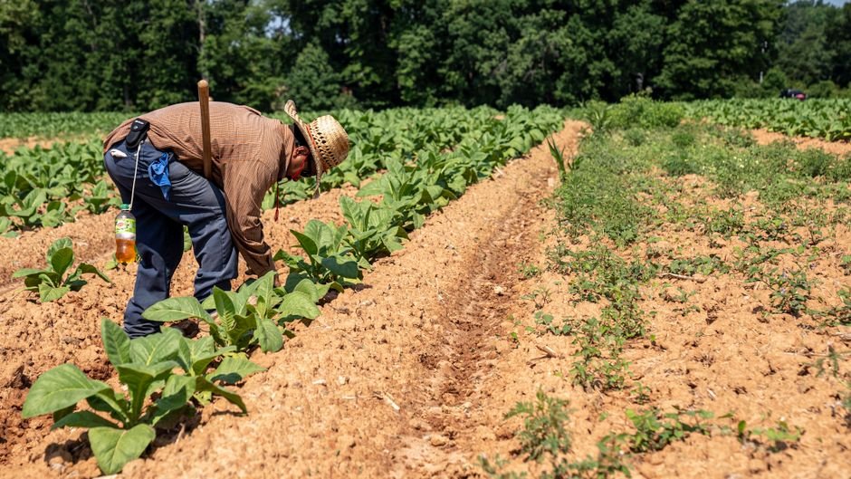 South Asia — U.S. Agriculture's Future: South Asia's Golden Opportunity or Mirage? (featured)
