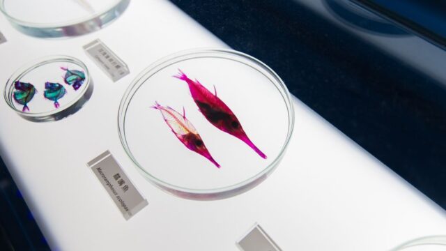 brain science — Transparent Fish Could Hold Key to Unlocking Brain Secrets (featured)