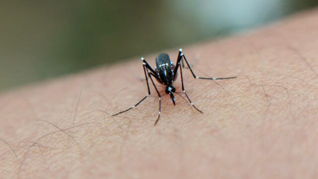 Sri Lanka dengue — Sri Lanka's Desperate Move to Tackle Dengue Outbreak (featured)