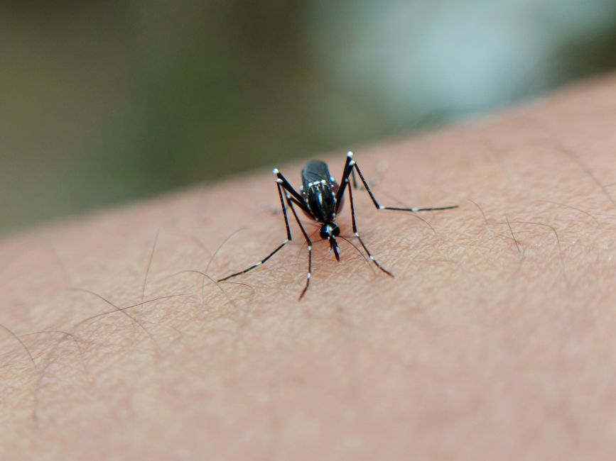 Sri Lanka dengue — Sri Lanka's Desperate Move to Tackle Dengue Outbreak (featured)