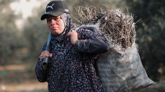 Middle East — Israel's Olive Tree Burnings: A Symbol of Occupation and Oppression (featured)