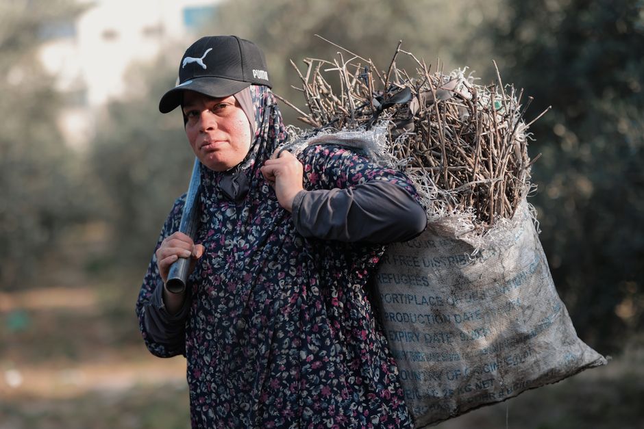 Middle East — Israel's Olive Tree Burnings: A Symbol of Occupation and Oppression (featured)