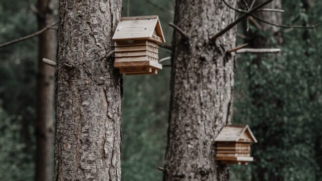 "Birdbuddy AI birdhouse" — "Birdbuddy Pro soars to $168: Can AI-powered birdhouse save Middle Eas (featured)