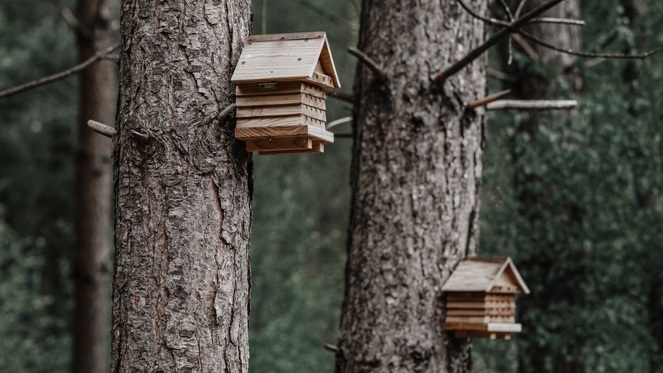 "Birdbuddy AI birdhouse" — "Birdbuddy Pro soars to $168: Can AI-powered birdhouse save Middle Eas (featured)