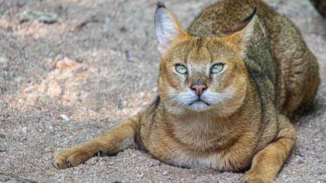 Libya sand cat — 'Lost' Libya Sand Cat Found in Shocking YouTube Footage (featured)