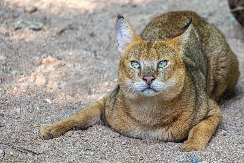 Libya sand cat — 'Lost' Libya Sand Cat Found in Shocking YouTube Footage (featured)